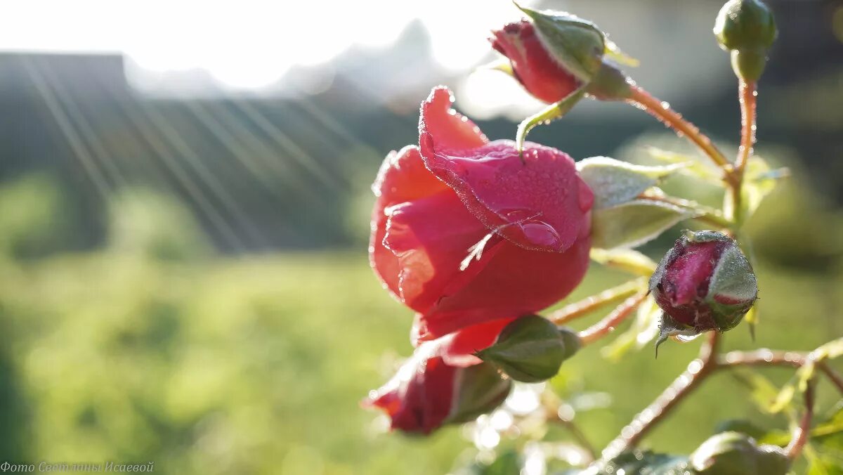 роза паллада. красивые оранжевые розы. цветы в лучах солнца. утренняя роза. чайная роза.