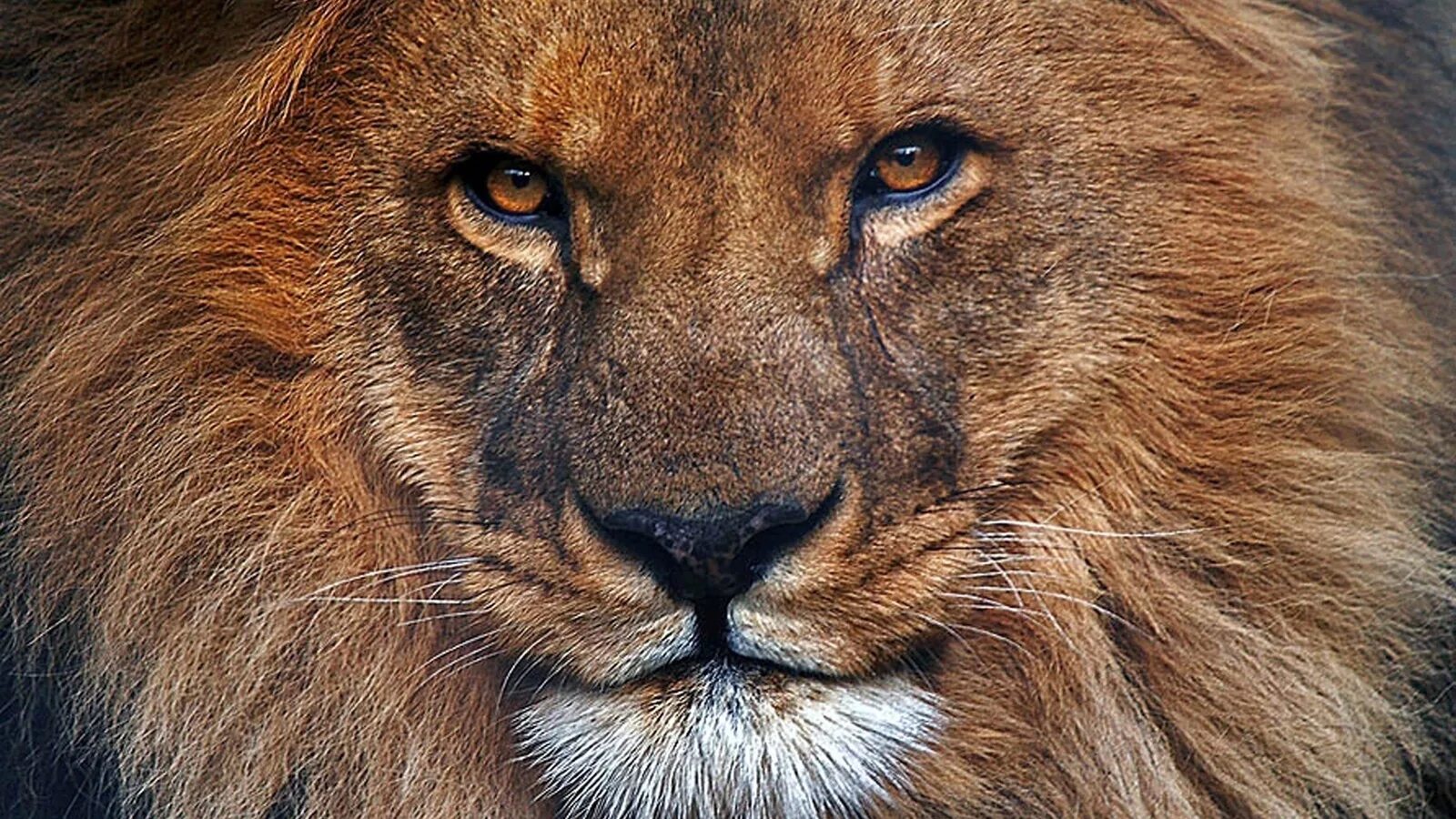 Лев. Морда Льва. Взгляд Льва. Лицо Льва.