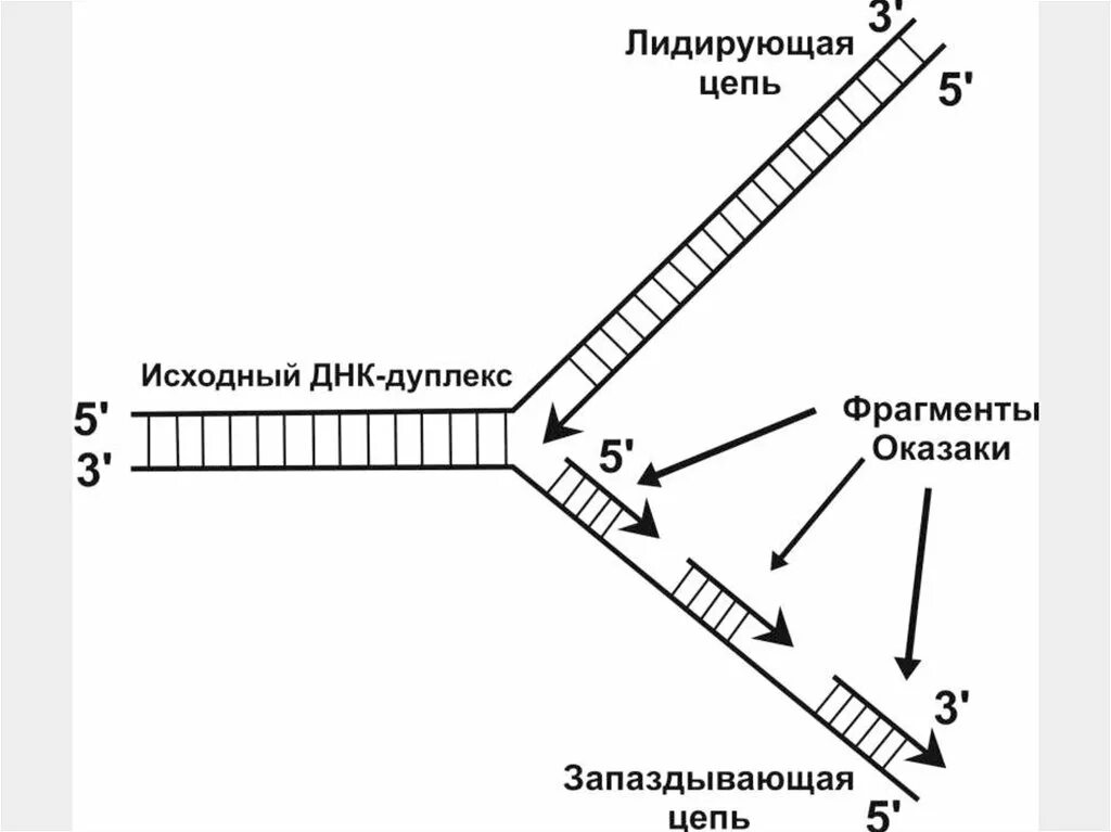 Направление матричной цепи днк. ДНК полимераза репликация ДНК. Репликация ДНК лидирующая цепь. Репликация ДНК Репликационная вилка. Схема репликации ДНК Репликационные вилки.