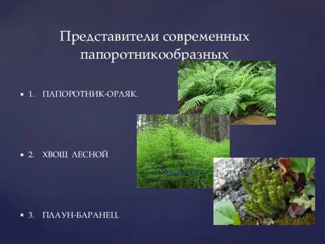 Представители папоротниковидных. Представители папоротникообразных. Отдел Папоротниковидные представители. Представители папоротников папоротниковидных растений. Примеры папоротниковых растений