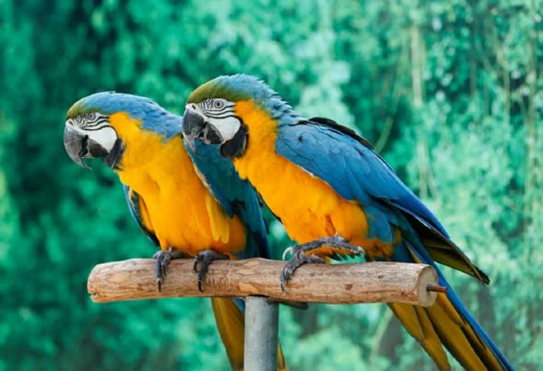 Экзотик парк. Dubai Bird show.