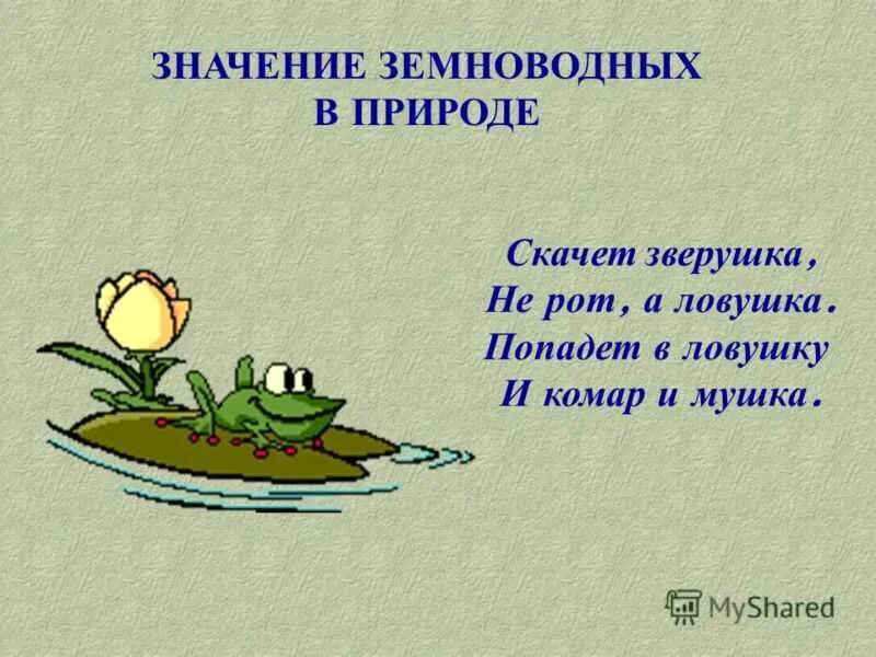Значение земноводных. Значение земноводных