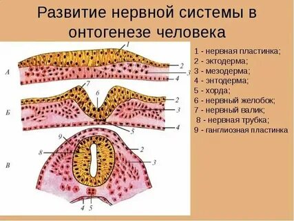 Содержит хорду и нервную пластинку