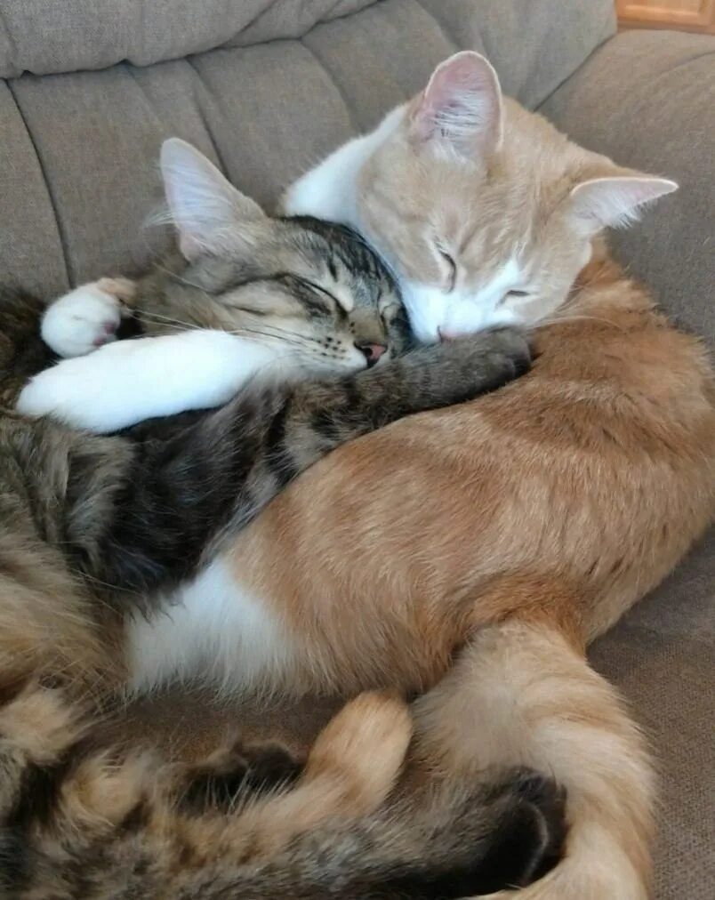 Спящие котята вместе. Кошки обнимашки. котики обнимаются. котята спят в обнимку. котики спят вместе.