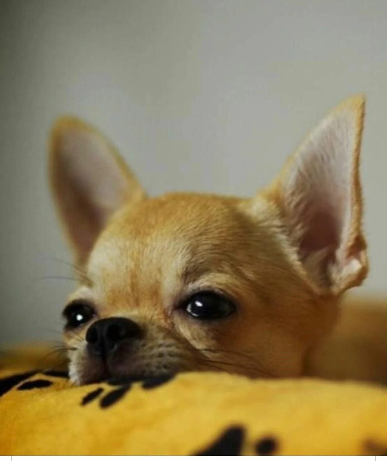 Чиа-хуа-хуа. Желтые чихуахуа. Желтые чихуахуа. Чихуахуа. Очень желтая чихуахуа.
