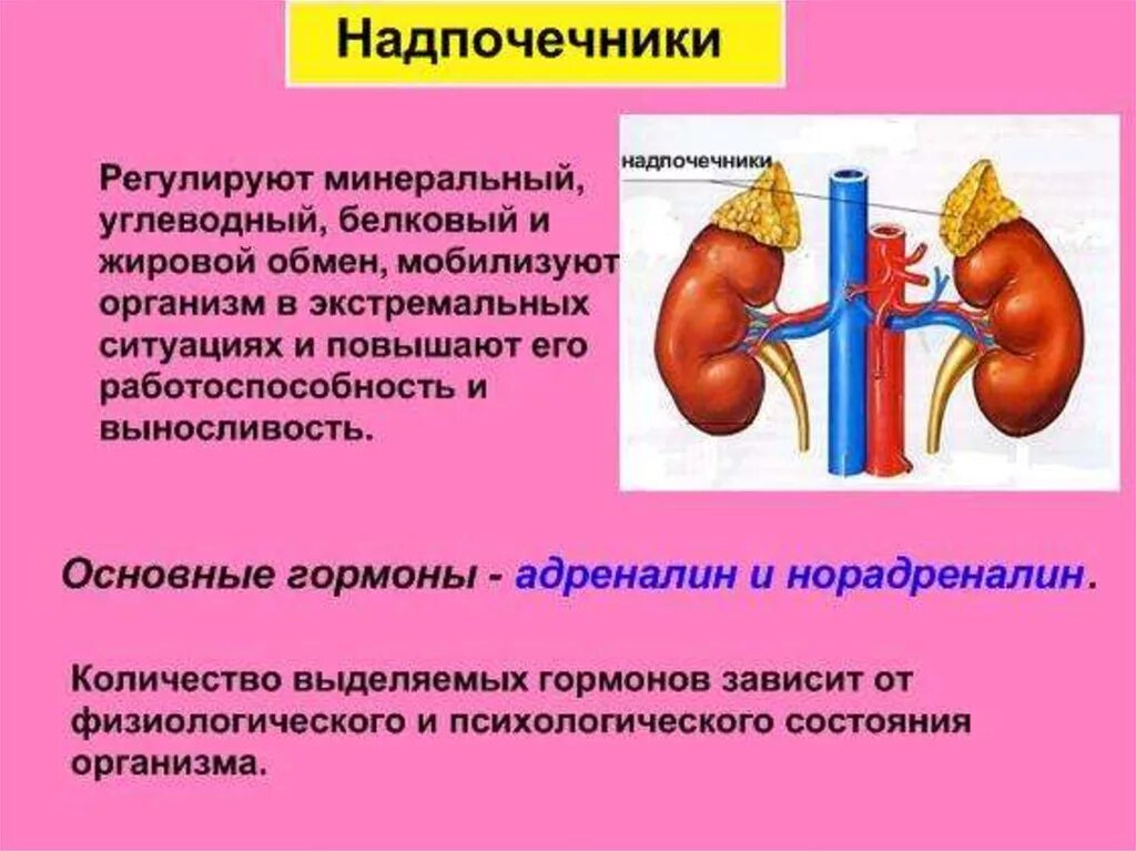 Надпочечники гормон роста. Гормон надпочечников регулирующий углеводный обмен. Функции надпочечников в мочевыделительной системе. Надпочечники расположение строение. Особенности строения надпочечников.