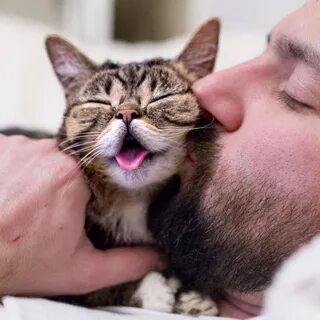 Нравится ли кошкам