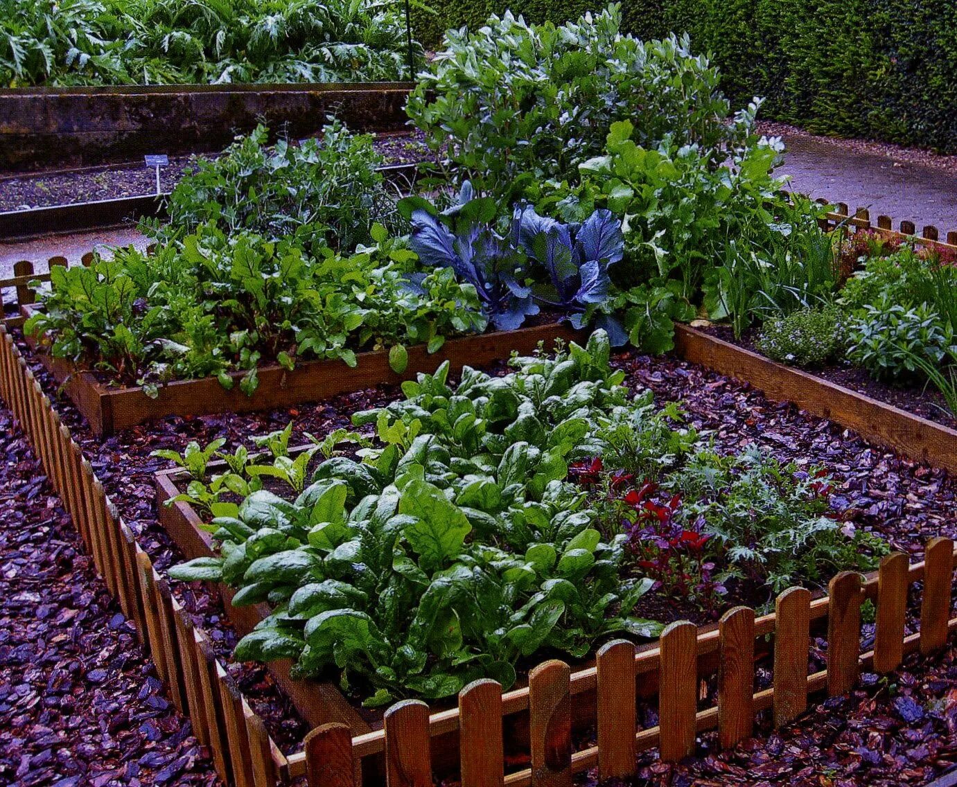 Обордюренные грядки. Декор дачного участка. Клумбы из пластиковых бутылок для сада. Украшение дачного участка. Клумбы на даче из подручных материалов.