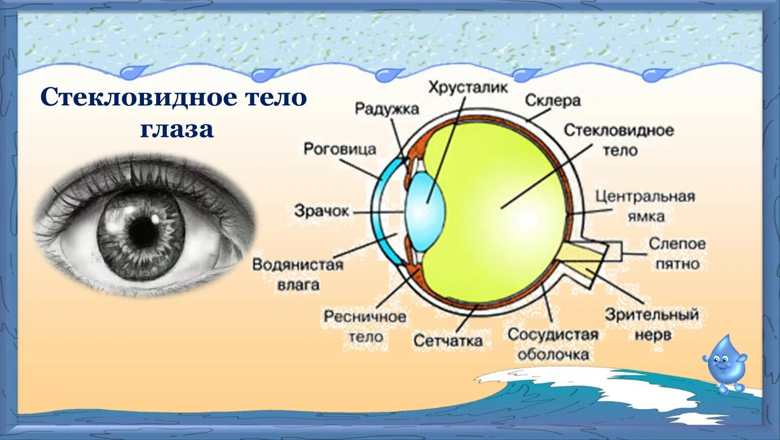 Глаз строение стекловидное. Стекловидное дно в глазу. Строение стекловидного тела глаза. Стекловидное тело глаза анатомия. Прозрачное тело в глазу