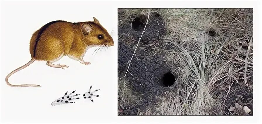 Грызуны образ жизни. Норы полевых мышей. Полевая мышь apodemus agrarius. Мышь лесная полевка. Гнездо полевой мыши.