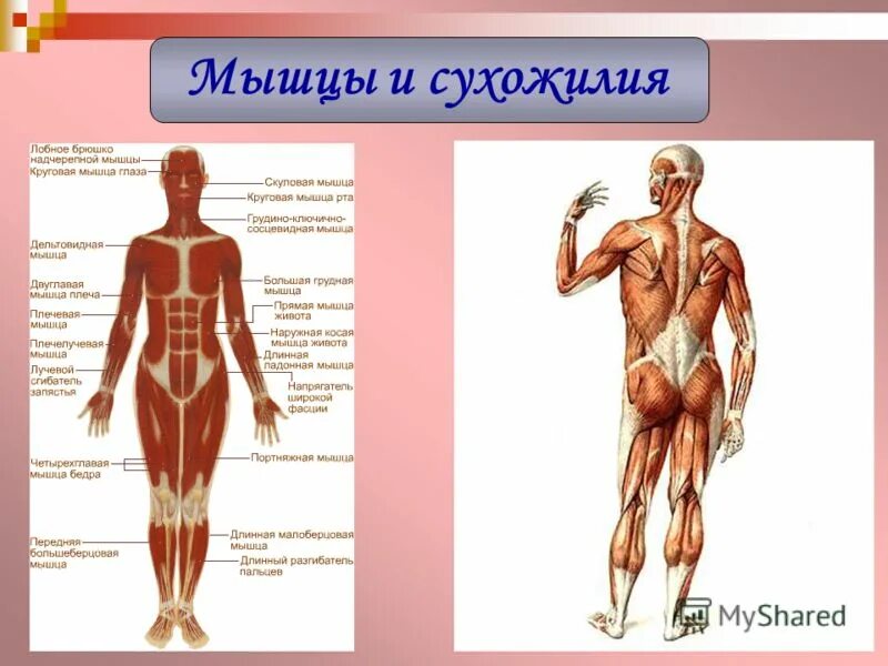 где находятся сухожилия у человека. где находятся сухожилия у человека. мышцы предплечья анатомия человека. растяжение ахиллова сухожилия узи. где находятся сухожилия у человека.