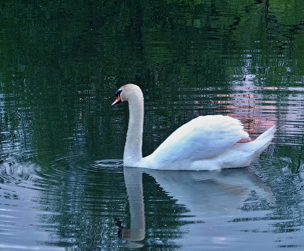 лебедь на воде. фото лебедя в гатчине. белый лебедь. лебедь. умпн лебедь.