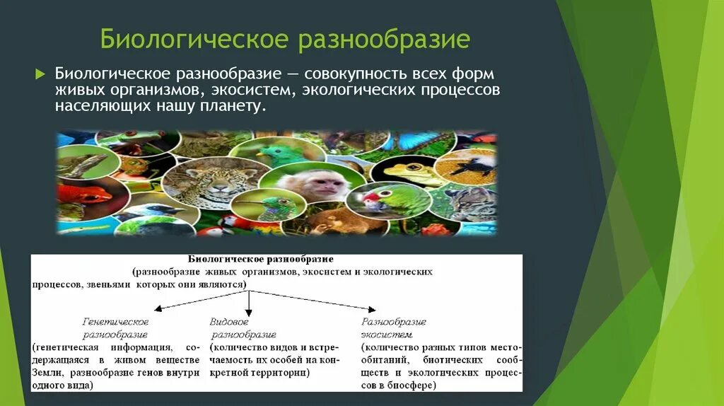 Биологическое разнообразие примеры. Способы сохранения биологического разнообразия. Сохранение биоразнообразия. Основные типы биоразнообразия.