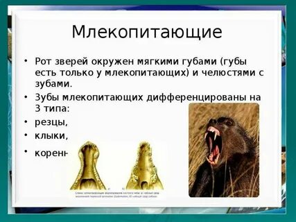 Млекопитающие презентация 7 класс