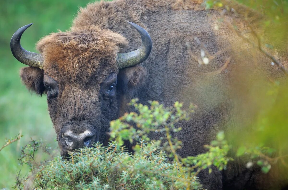Фото бизона. European Bison Bison bonasus. ЗУБР морда. Бизон морда. Молодой Бизон.
