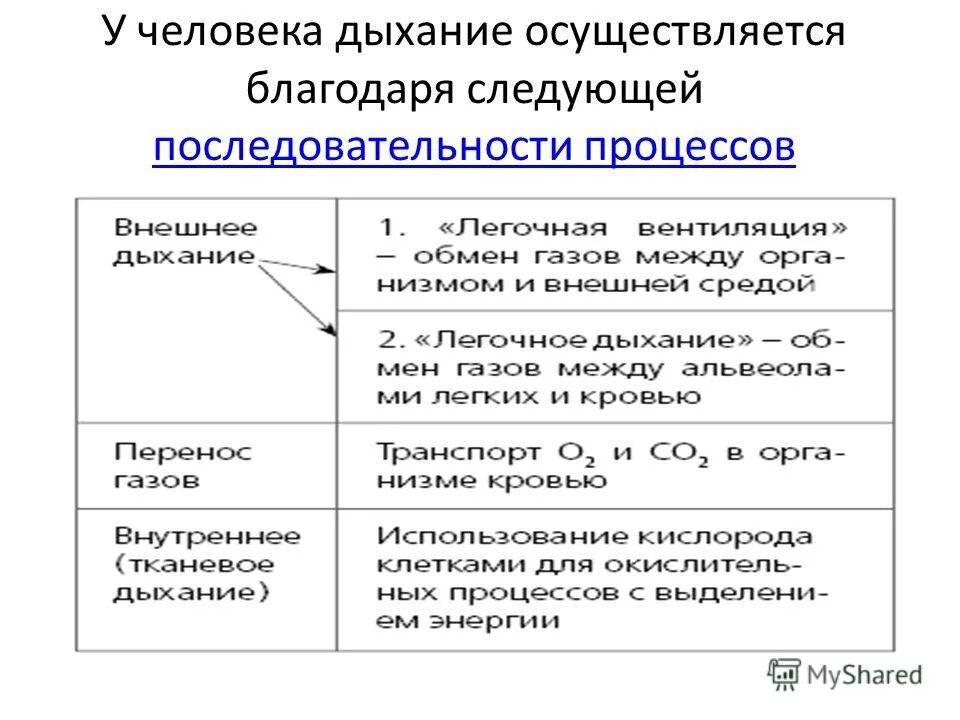 последовательность процессов дыхания. этапы процесса дыхания схема. механизм первого вдоха и выдоха. этапы процесса дыхания физиология. физиологические этапы дыхания.