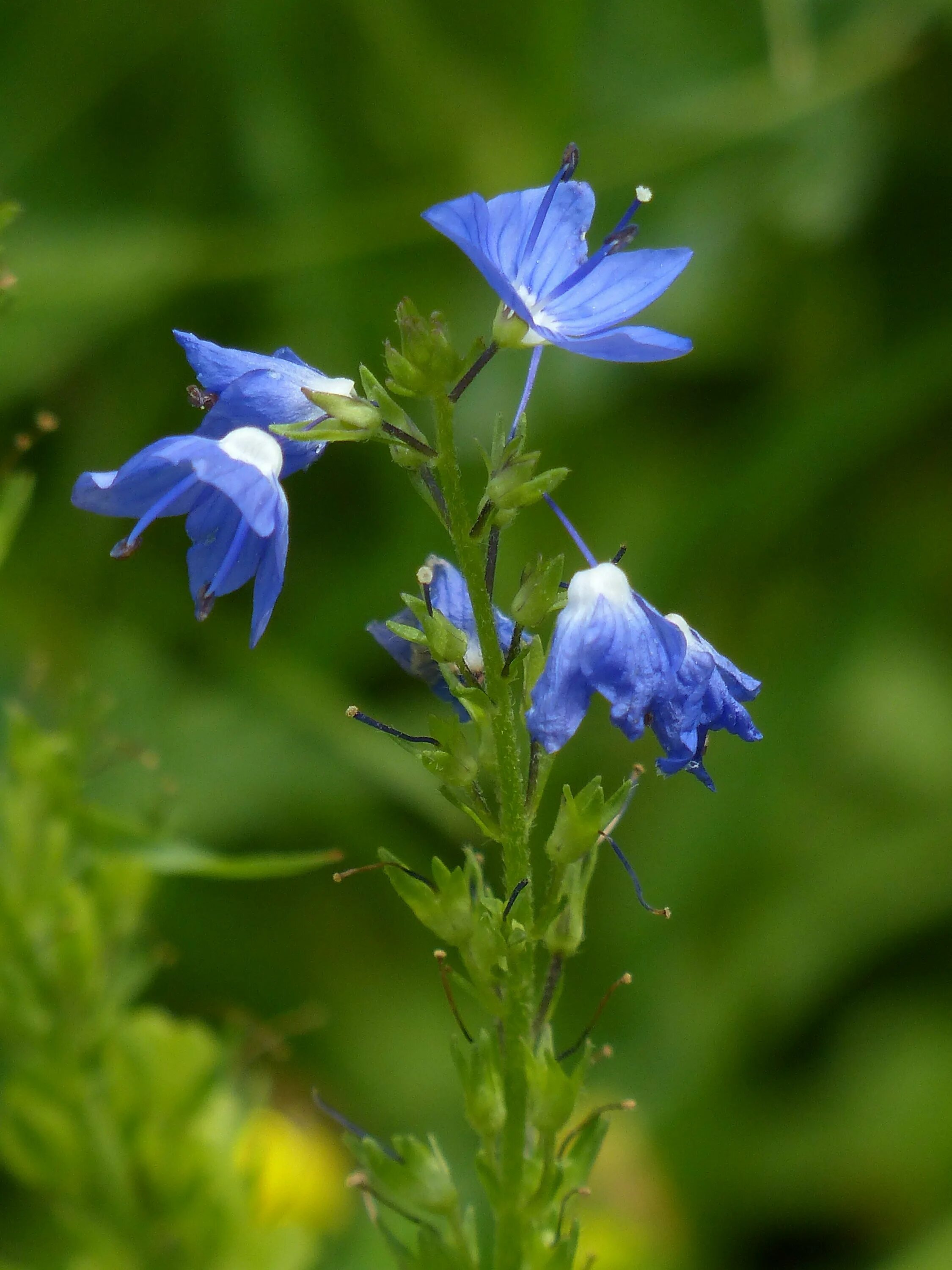 Трава с голубыми цветами 7 букв сканворд. Синенькие полевые цветочки. Синие луговые цветы.