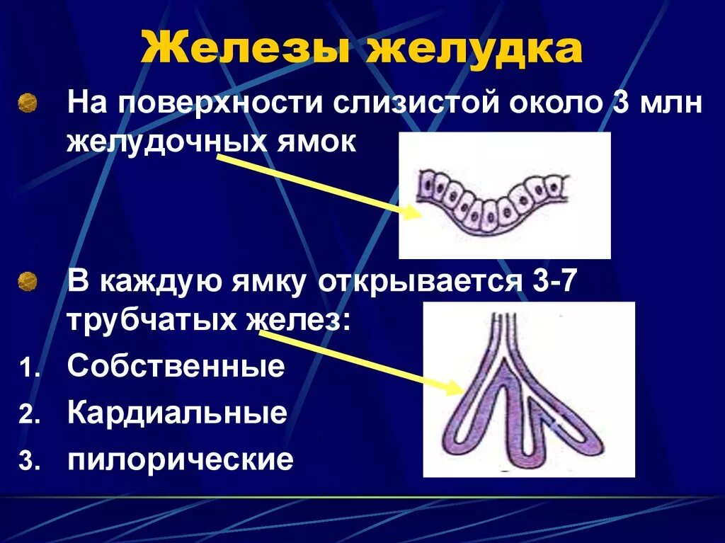 Железы желудка строение. Кардиальные и пилорические железы по строению. Железы желудка. Расположение желез желудка. Клетки желудочных желёз.