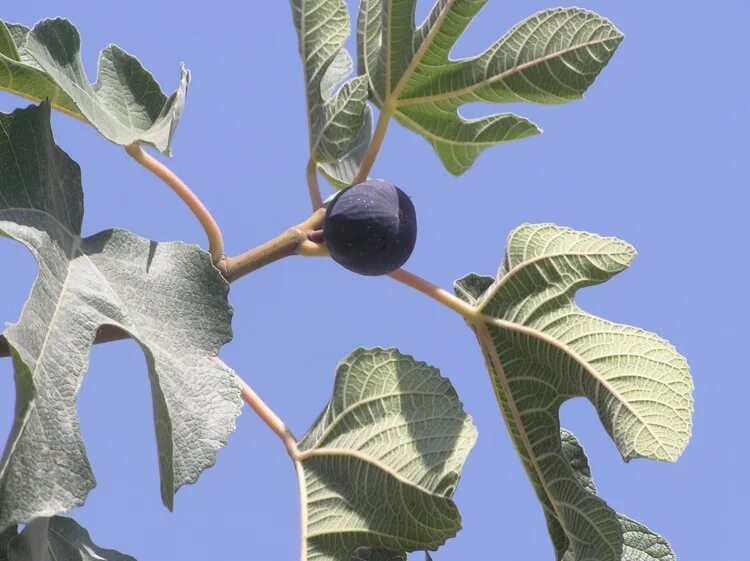 сканворды. кроссворды для печати большие. китайский алфавит с произношением. испанская актриса сканворд. азбука китая с переводом на русский.