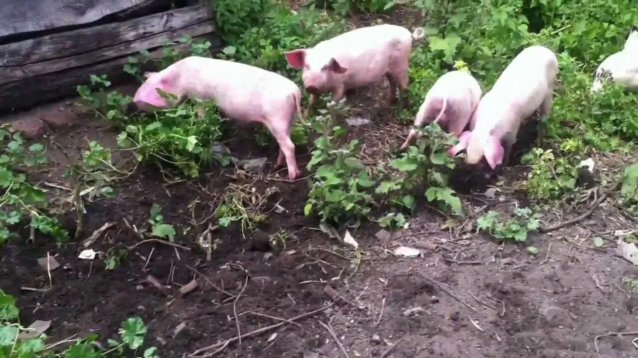 Свинья в огороде. Кабаны в огороде. Хрюшка в грядках. Свиньи на участке