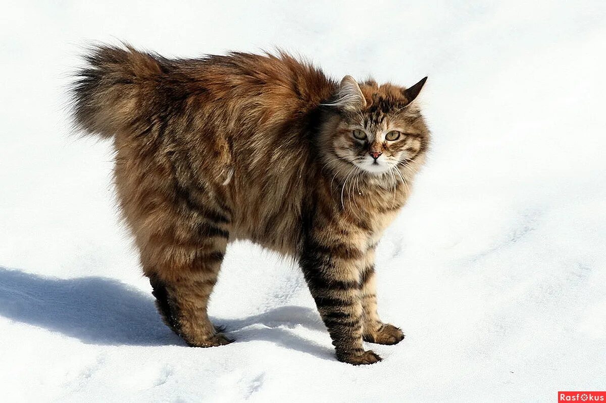 лежбище сивучей камчатка. курильский бобтейл рыжий. курильский бобтейл итуруп. коты сахалин. коты сахалин.