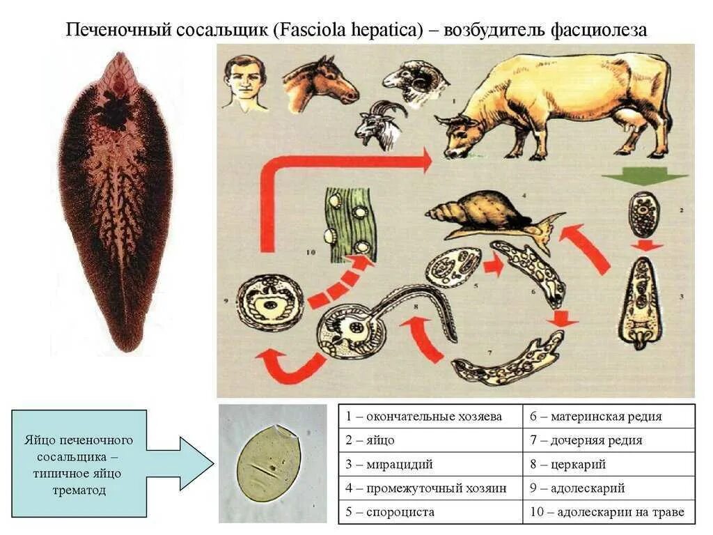 Способ заражения человека печеночным сосальщиком. Цикл развития фасциолеза КРС. Жизненный цикл печеночного сосальщика Fasciola hepatica. Фасциола гепатика жизненный цикл. Стадии жизненного цикла печеночного сосальщика Fasciola hepatica.