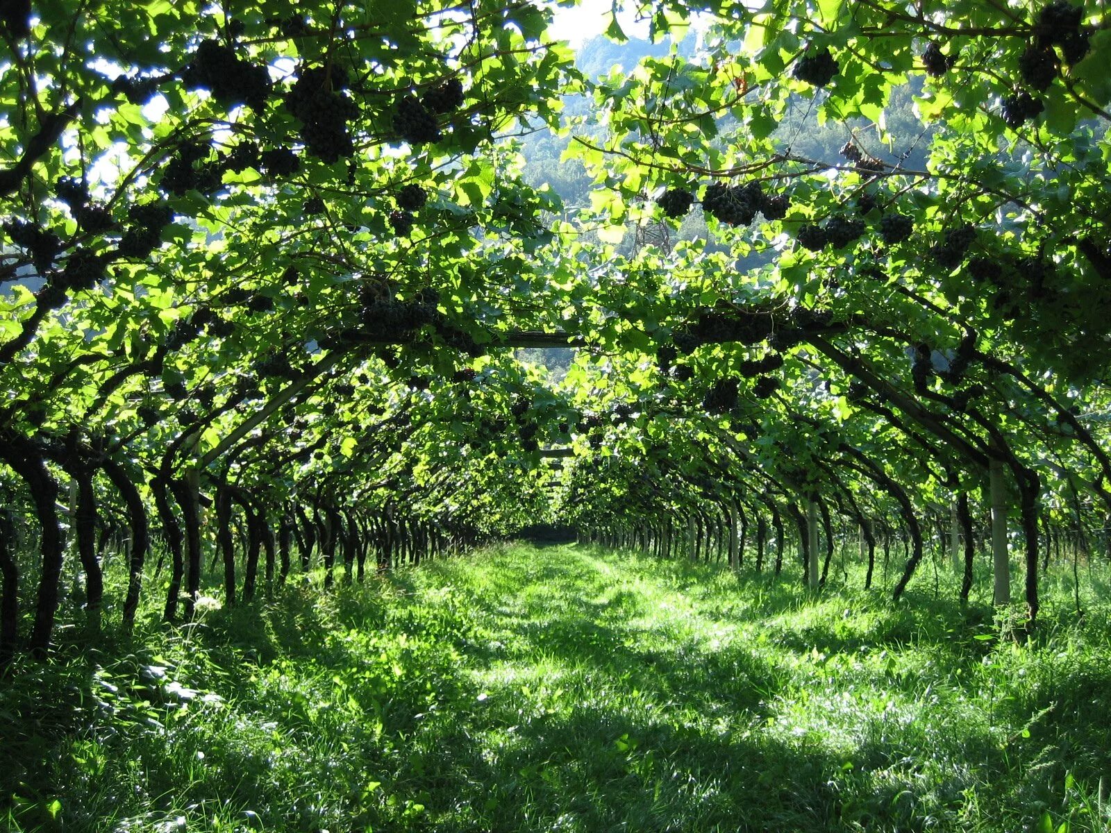Дерево плантации. Виноградный сад. Виноградный сад в Германии. Виноградные сады Узбекистана. Виноградники в Сукко.