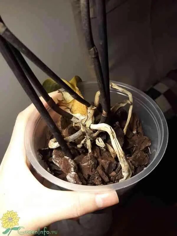 Фаленопсис вянут бутоны. Если у орхидеи опали листья ,. Фаленопсис повяли цветы. Орхидея скидывает листья. Если у орхидеи опали листья ,.