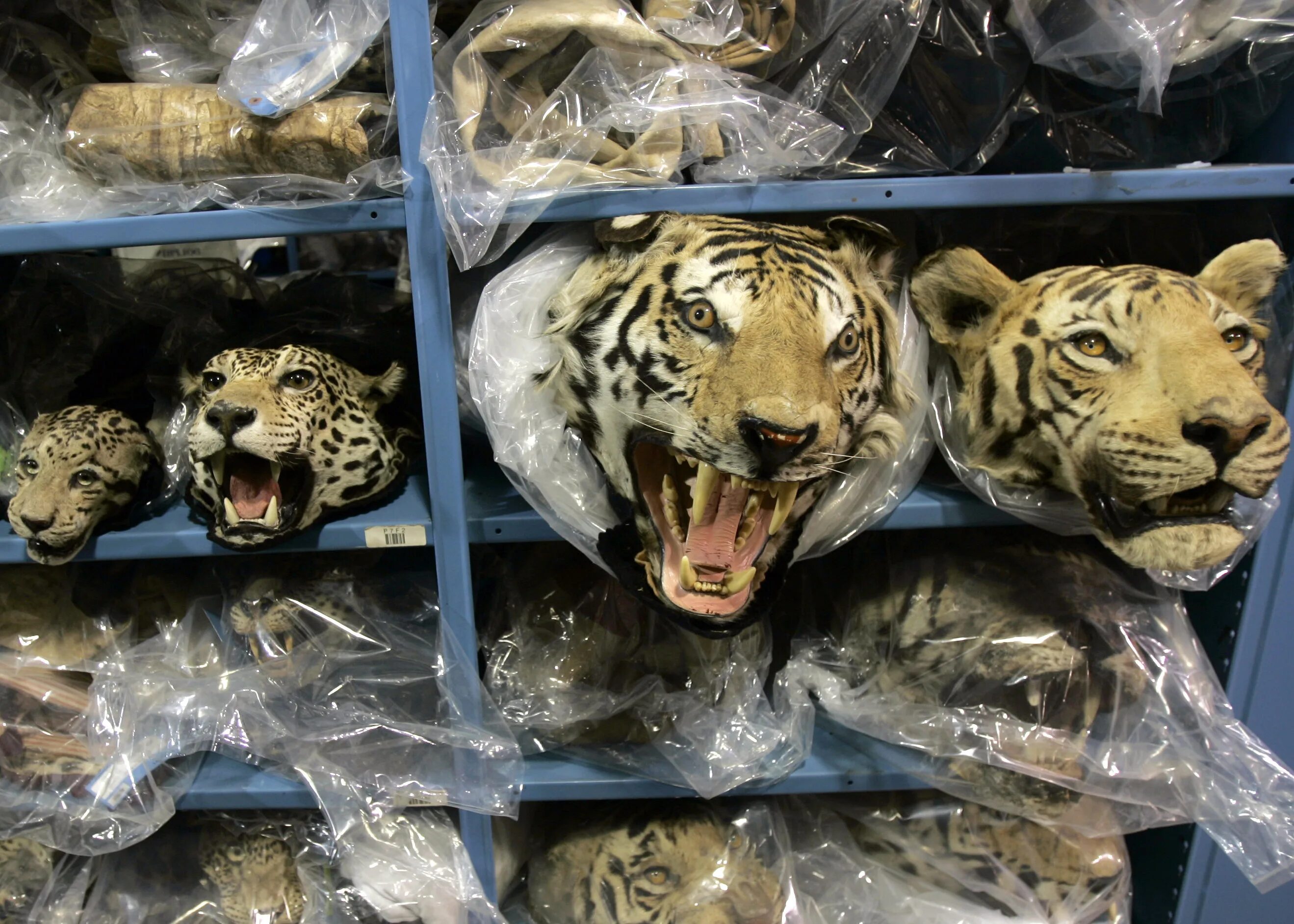 Какие животные убивают больше всего людей в год. Убийство животных статистика. Умное и сильное животное. Какие животные убивают больше всего людей. Сколько людей погибает от акул в год.