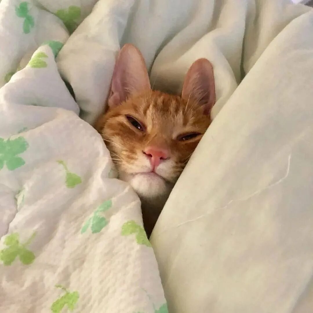 Котик под одеялом. Рыжий кот под одеялом. Спящие котики. Рыжий кот просыпается.