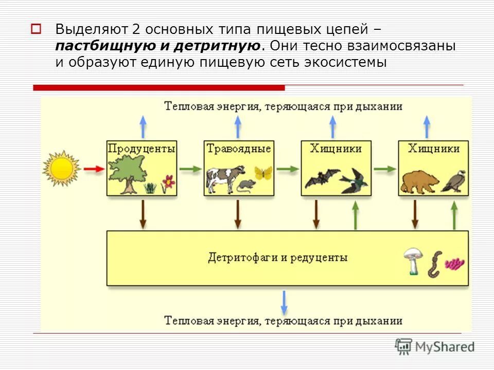 пищевая цепочка круговорот веществ в природе. пищевая цепочка экосистемы луга. цепочка продуценты редуценты. составления схем передачи вещества и энергии цепей питания кратко. круговорот веществ в пищевой цепи.