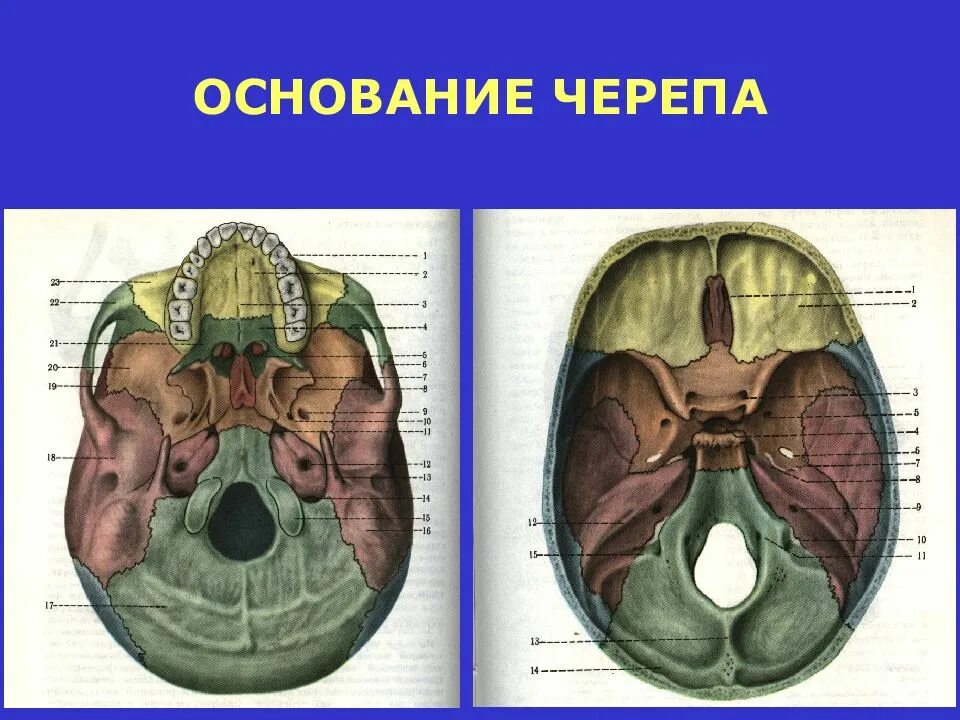 Области основания черепа. Кости образующие основание черепа. Наружное и внутреннее основание черепа. Внутреннее основание черепа. Основание черепа анатомия.