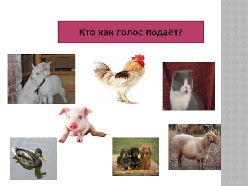 Кто как голос подает птицы. Кто как голос подает. кто как голос подает домашние животные. кто как голос подает дикие животные.