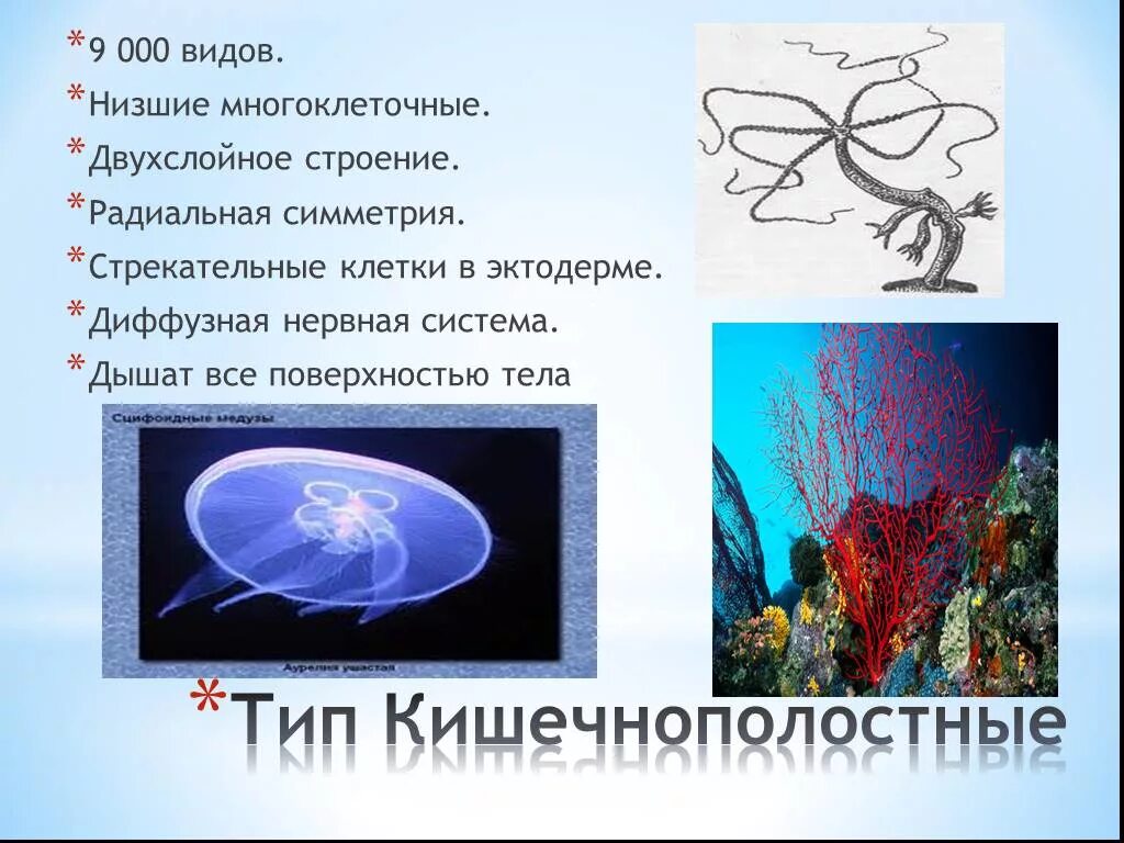 Тип Кишечнополостные. Двухслойное строение тела. Кишечнополостные двухслойные. Симметрия кишечнополостных. Радиальная симметрия диффузная нервная система анаэробное