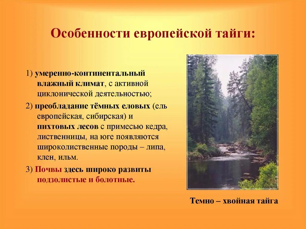 Особенности европейской тайги. Климат европейской тайги. Особенности климата тайги. Климатические условия тайги.