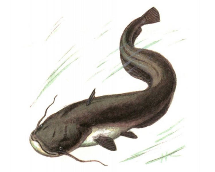 Сом русский язык. Африканский клариевый сом. Сом русский язык. Сом русский язык. Африканский клариевый сом.