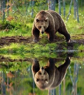 Животные wildlife