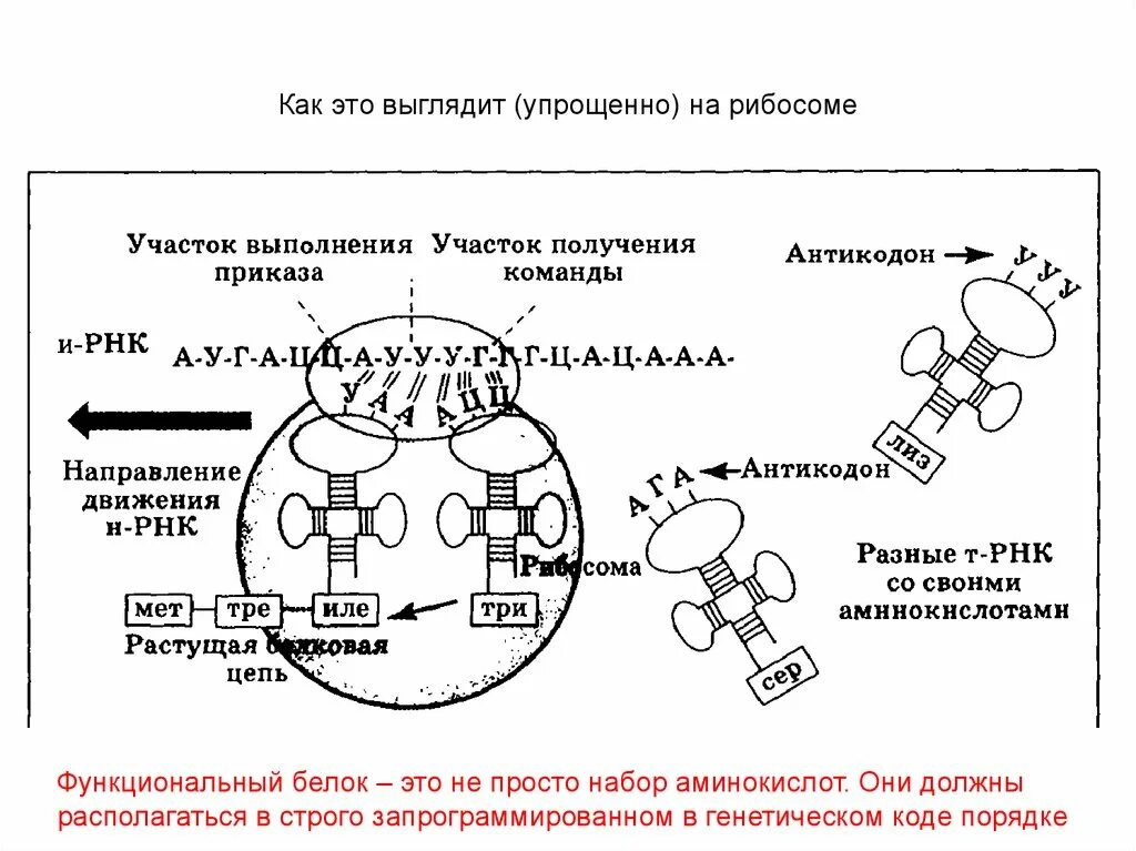 Схема синтеза белка в рибосоме трансляция. Реакции матричного синтеза схема Синтез белка. Процесс синтеза белка на рибосоме схема. Схема этапы синтеза белка биохимия.