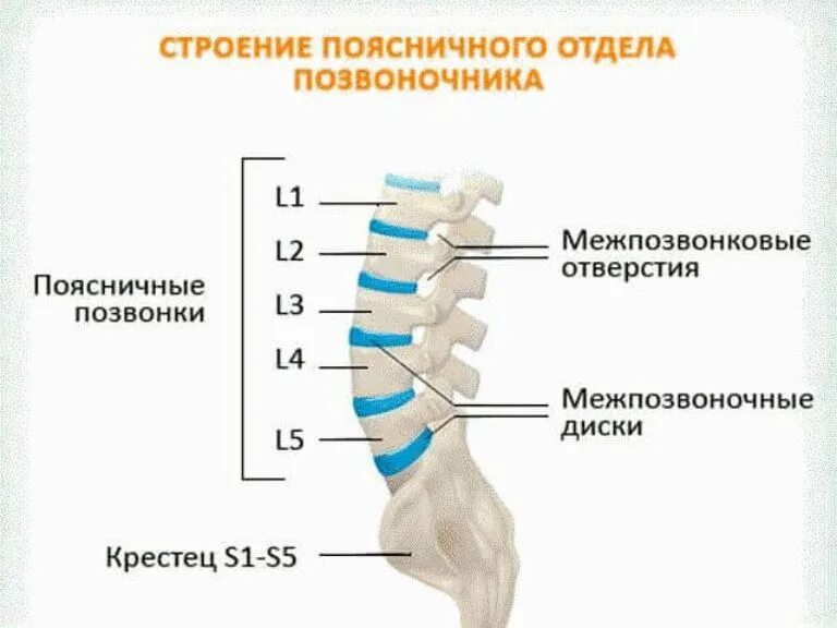 Отделы поясницы. Пояснично-крестцовый отдел позвоночника l3. L1 позвонок поясничного отдела. Грыжа поясничного отдела l1-l2. Крестцовый отдел s1 s5 позвоночник.