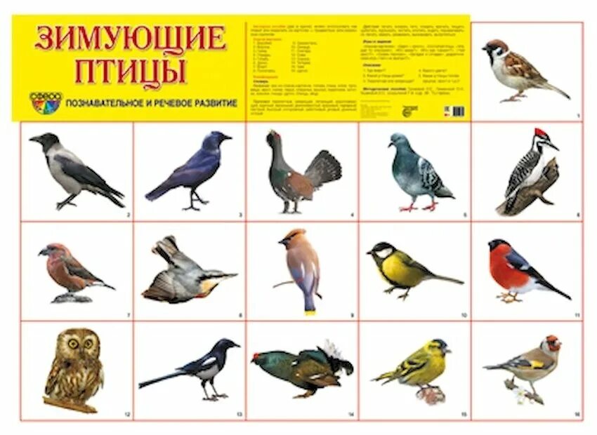 плакат зимующие и перелетные птицы. зимующие птицы для детей. птицы карточки для детского сада. плакат зимующие птицы для детского. плакат зимующие птицы для детского.