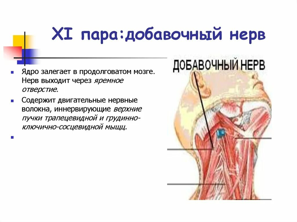 11 черепной нерв. 11 Пара черепных нервов добавочный нерв. Добавочный нерв ядра схема. 11 Пара добавочный нерв функции. Добавочный нерв анатомия схема.