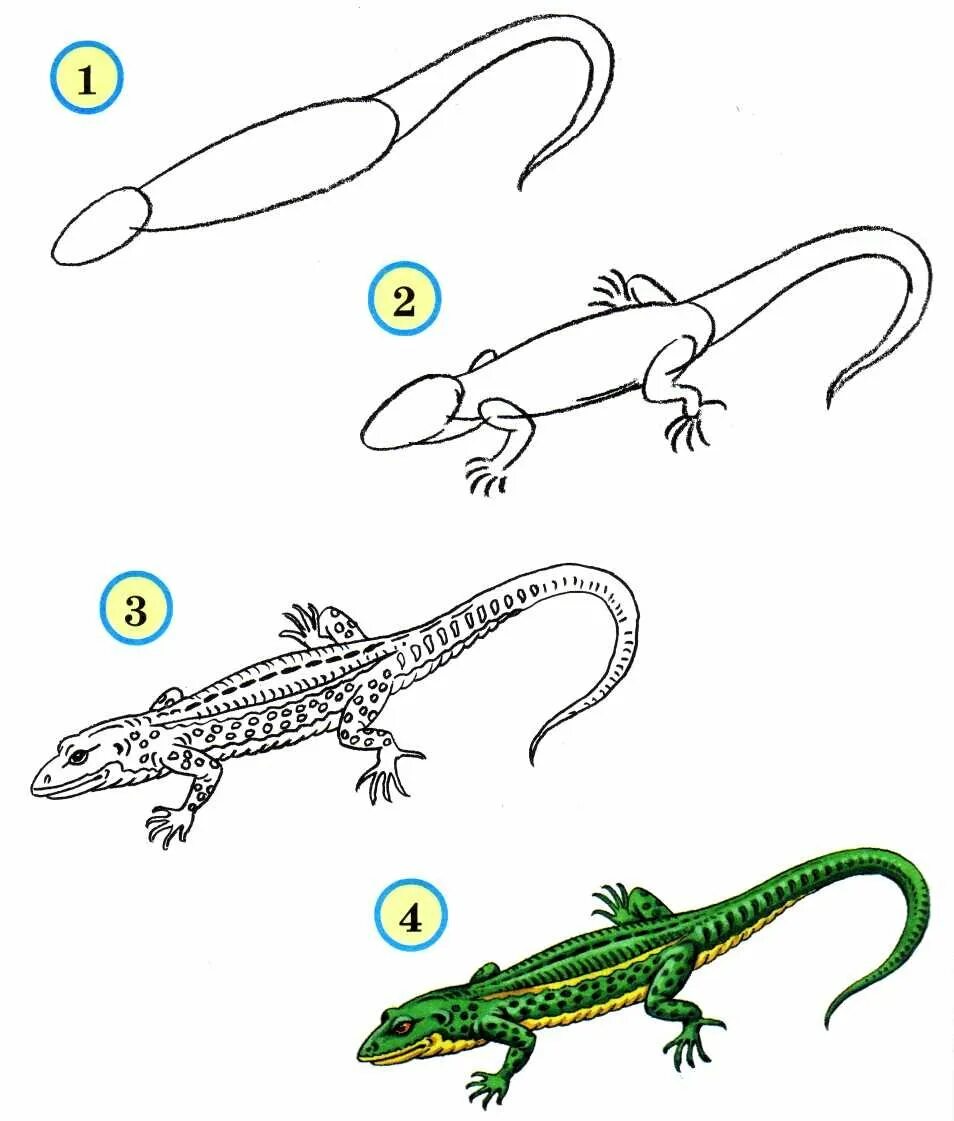 Ящерица рисунок. Как нарисовать ящерицу для детей. Ящерица рисунок для детей карандашом. Поэтапное рисование ящерицы для детей. Рисунок пресмыкающихся 2 класс