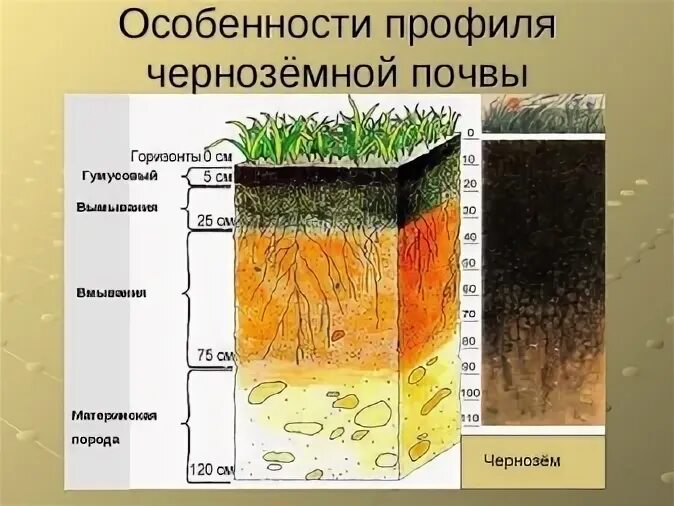 Где самая почва. Типы черноземных почв. Какая почва самая плодородная. Плодородие почвы. Где самая почва.