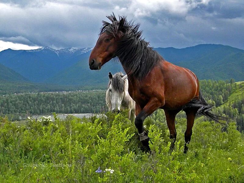 Купить коня алтайском. Горный Алтай на лошадях. Маральник + лошадь + горный Алтай. Порода лошадей Рокки Маунтин. Горно Алтайская порода лошадей.
