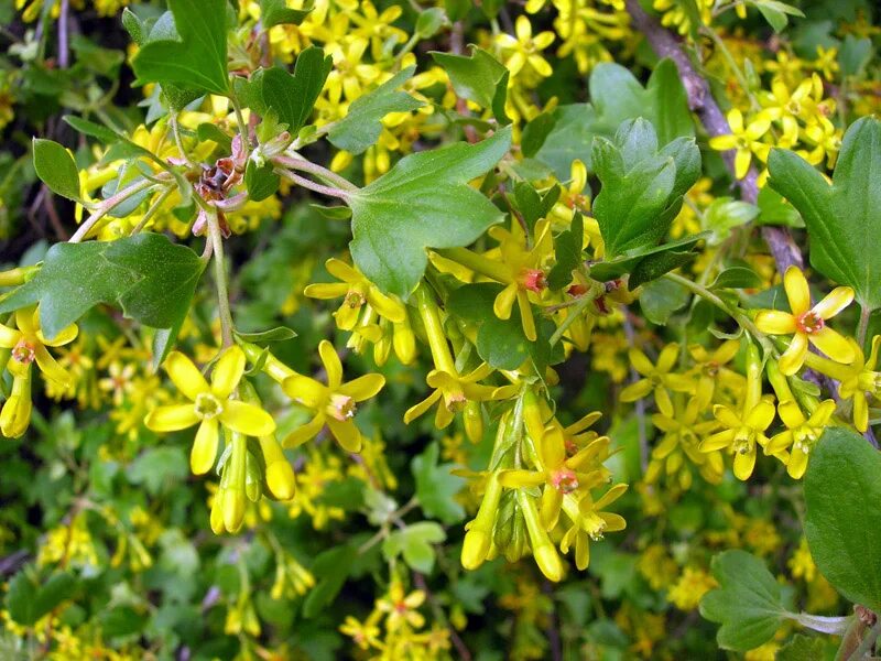 Текст весной неистово пылает золотистая смородина. Смородина золотистая (ribes Aureum). Смородина золотистая (ribes odoratum. Смородина золотистая Мускат. Крандаль смородина золотистая.