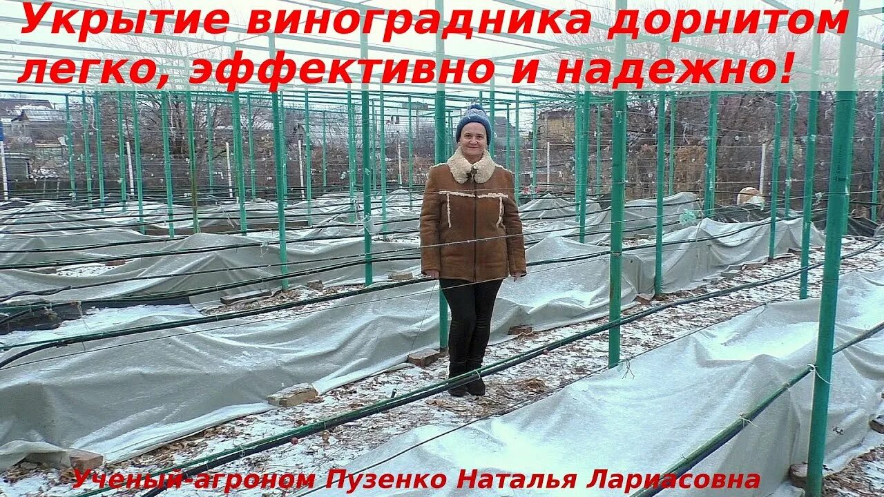 Обработка винограда после снятия укрытия. Укрытие винограда дорнитом. укрываем виноград дорнитом. дорнит для укрытия винограда.