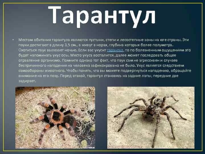 Тарантулы опасен ли для человека. Южнорусский Тарантул паукообразные. Тарантул Земляной паук. Южнорусский Тарантул ядовитый. Паук Тарантул среда обитания.