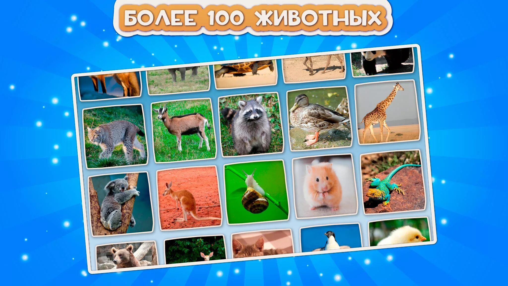 Топ 100 животных. 100 животных.