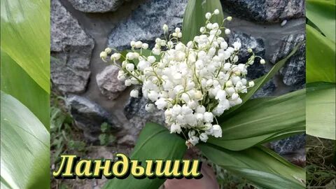 Алиса я подарю тебе ландыши