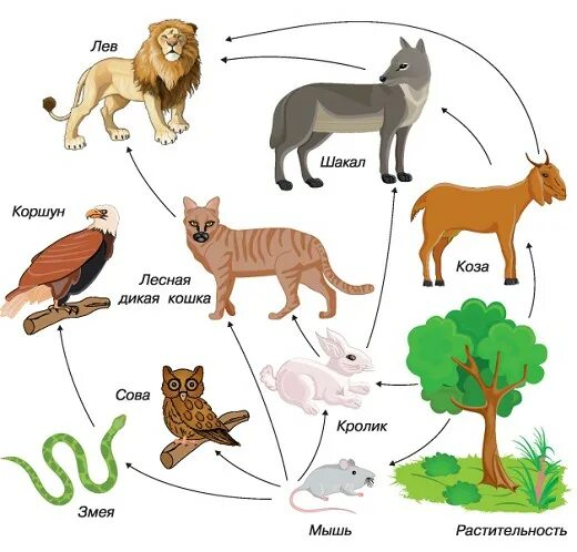 Лесная дикая кошка в экосистеме. Пищевая цепочка Льва. Пищевая цепочка животных. Пищевая цепочка диких животных. Пищевые Цепочки животные Дикие.